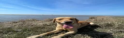 Labrador Retriever dogs for stud: Yellow Labrador Stud – 4th Gen Gun Dog Pedigree in Southport - Advert 4