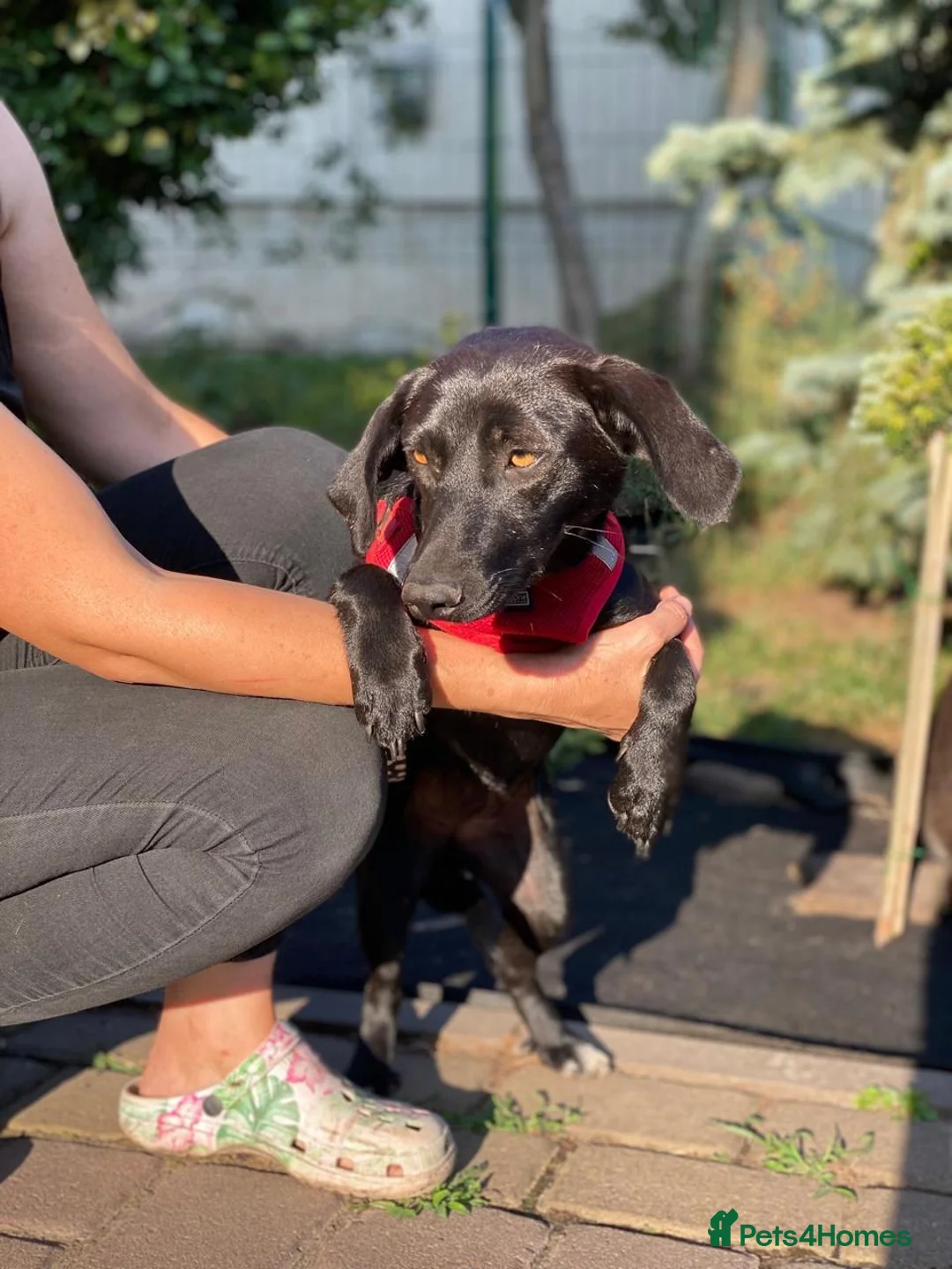 Mixed Breed dogs for adoption: ❤️🐶 BLACKY –DACHSHUND PEOPLE KNOW THE MAGIC...❤️ in Coventry - Advert 2