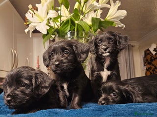 Mixed Breed dogs - Advert 1