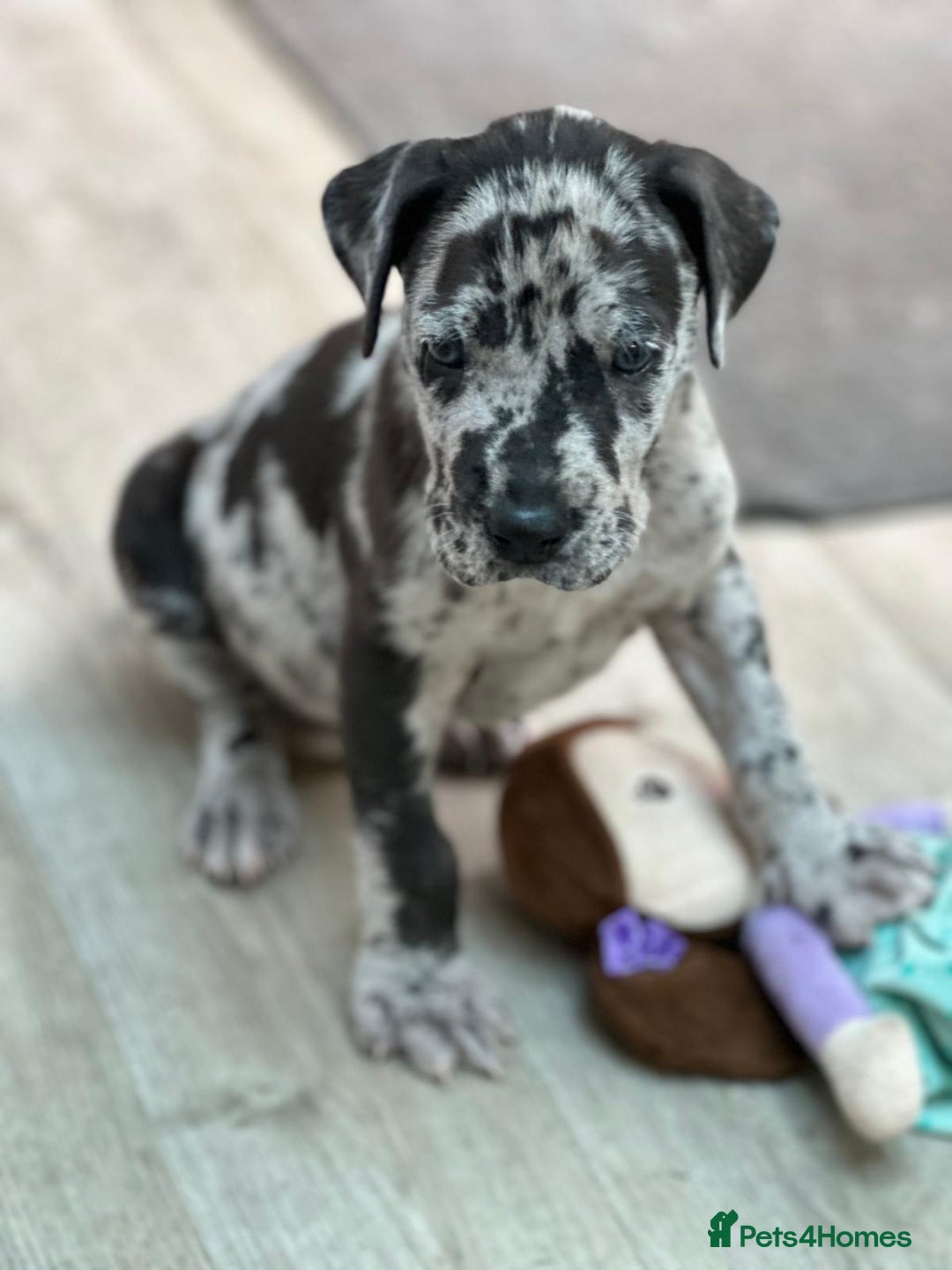 Great Dane dogs for sale: Beautiful Great Dane Puppy - ready now - Image 4