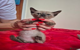 Mixed Breed cats for sale: Lovely Burmese cross Siamese kittens ready to go - Image 3