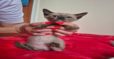 Mixed Breed cats - Advert 3