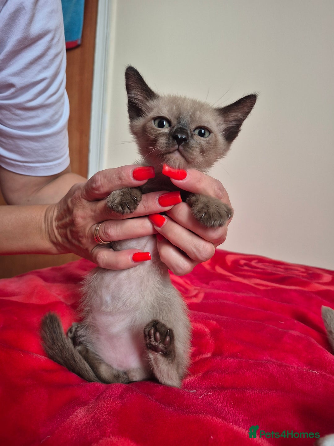 Mixed Breed cats for sale: Lovely Burmese cross Siamese kittens ready to go - Image 3