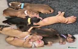 Cocker Spaniel dogs for stud: Working Cocker Spaniel at Stud (Proven) - Advert 10