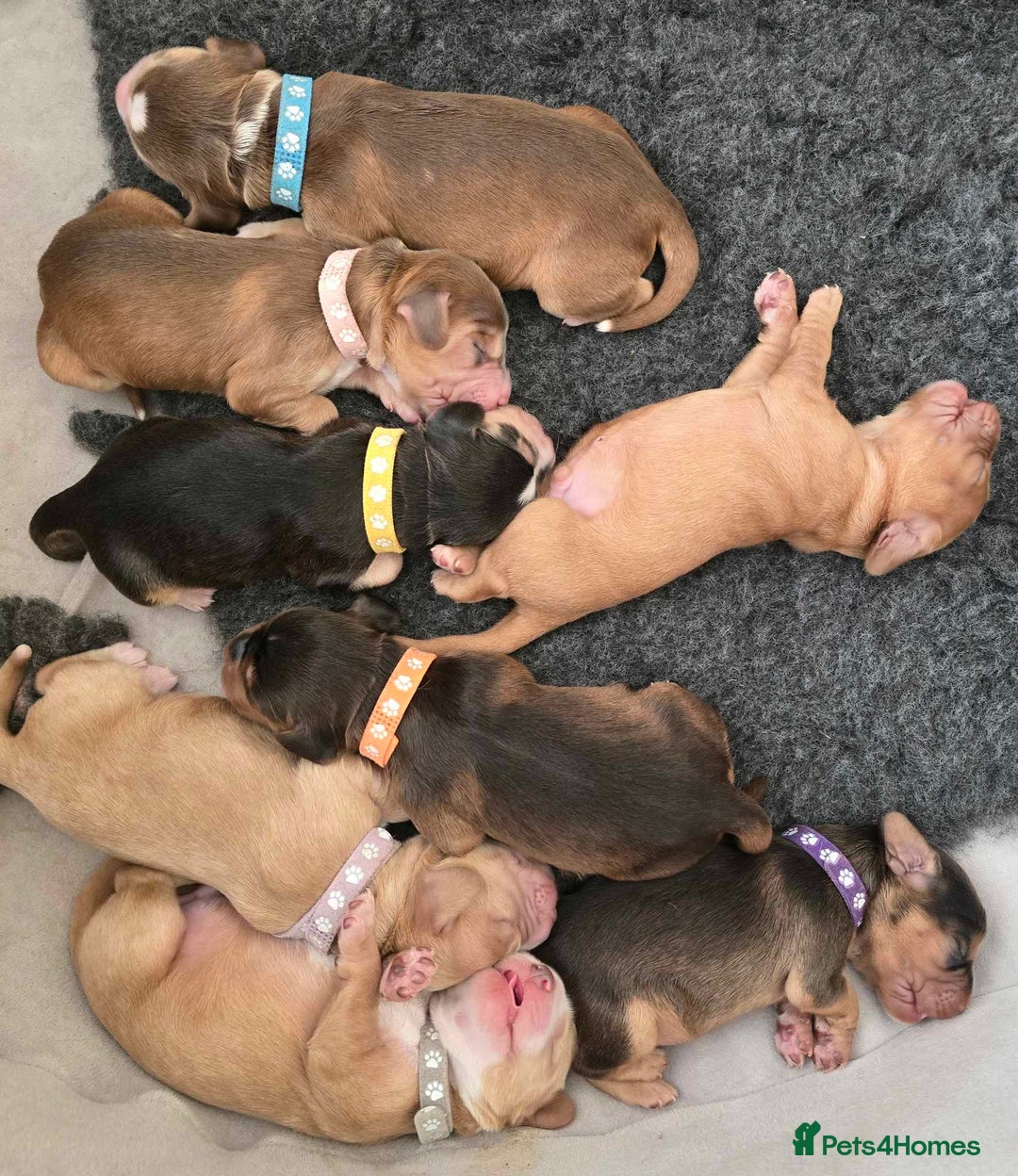 Cocker Spaniel dogs for stud: Working Cocker Spaniel at Stud (Proven) - Advert 10