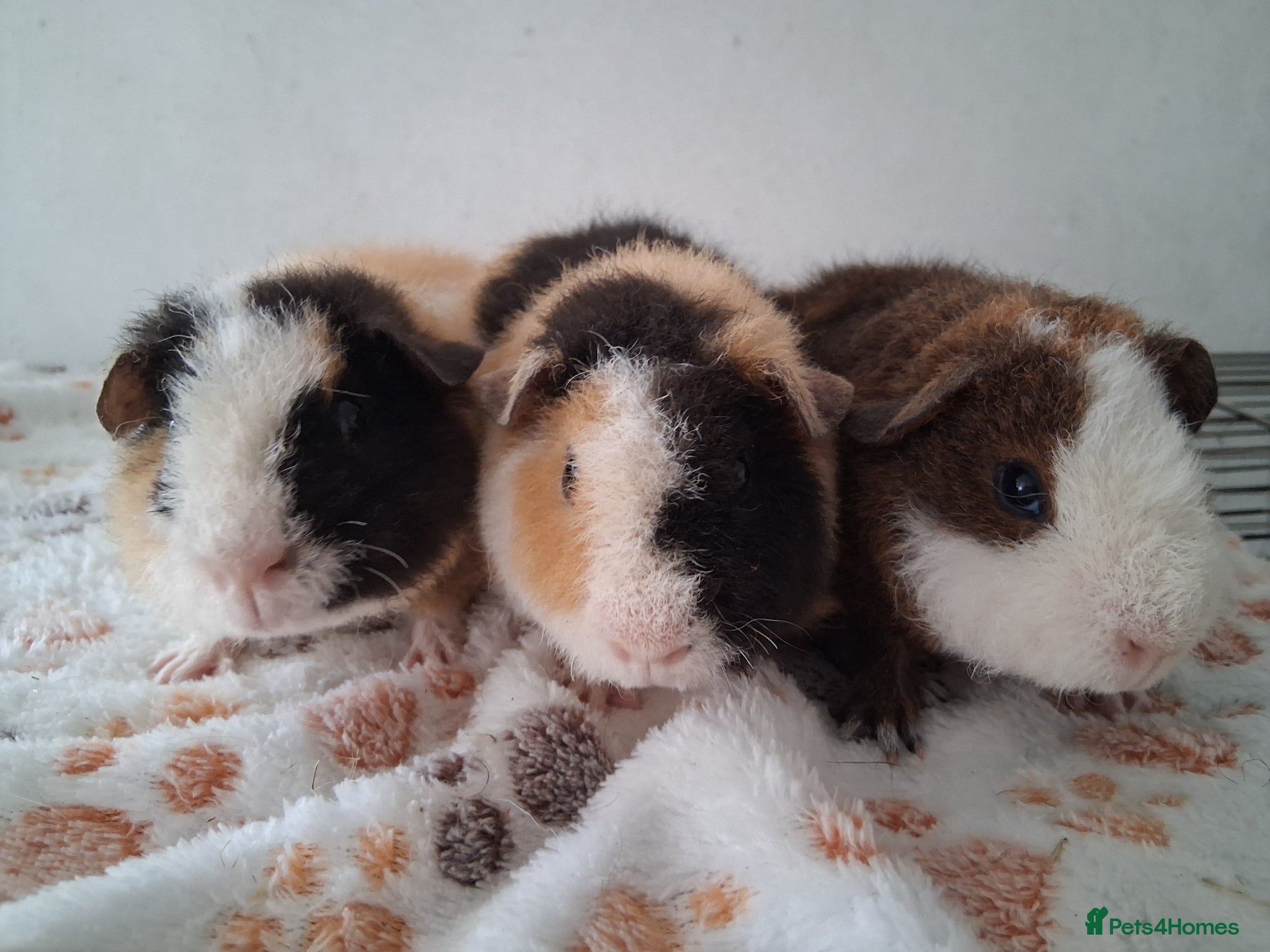 Guinea Pig rodents Teddy babies - Advert 1
