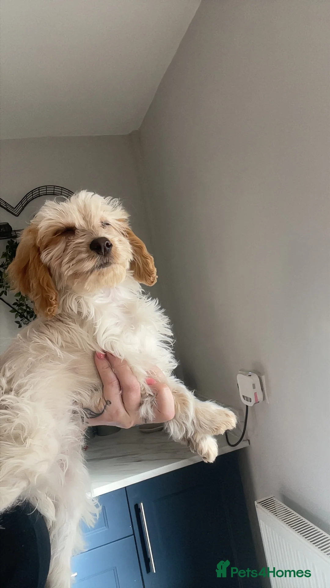 Cockapoo dogs for sale: Lemon roan bitch - Advert 2