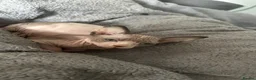 Sphynx cats for sale: Kittens are looking for new homes. - Advert 9