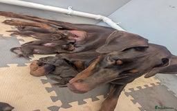 Dobermann dogs for sale: Stunning Dobermann puppies in Nottingham - Image 9