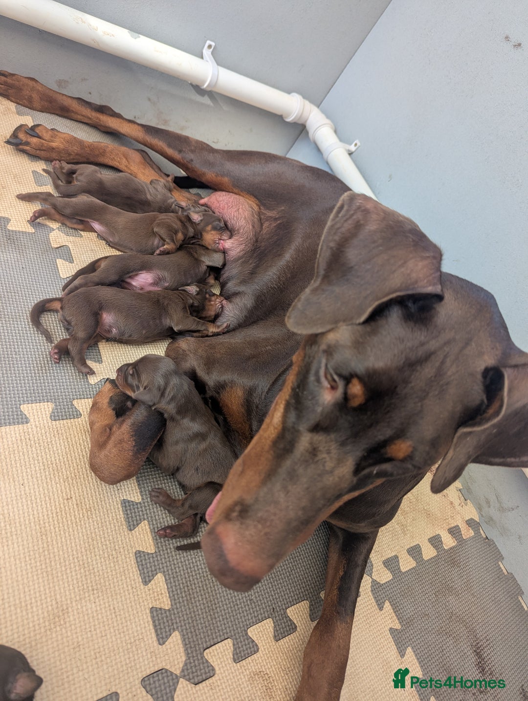 Dobermann dogs for sale: Stunning Dobermann puppies in Nottingham - Image 9