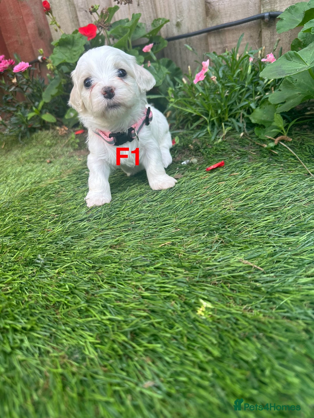 Bichon Frise dogs for sale: 6 Little puppies Bichon frise - Image 9
