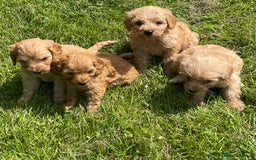 Cavapoo dogs for sale: Cavapoo puppies  - Image 1