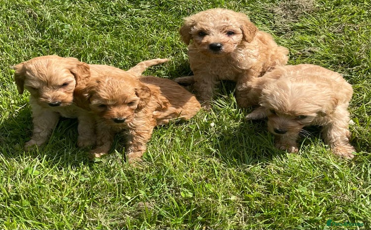 Cavapoo dogs - Advert 2