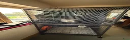 Sugar Glider rodents for sale: Female Sugar gliders with cage - Advert 7