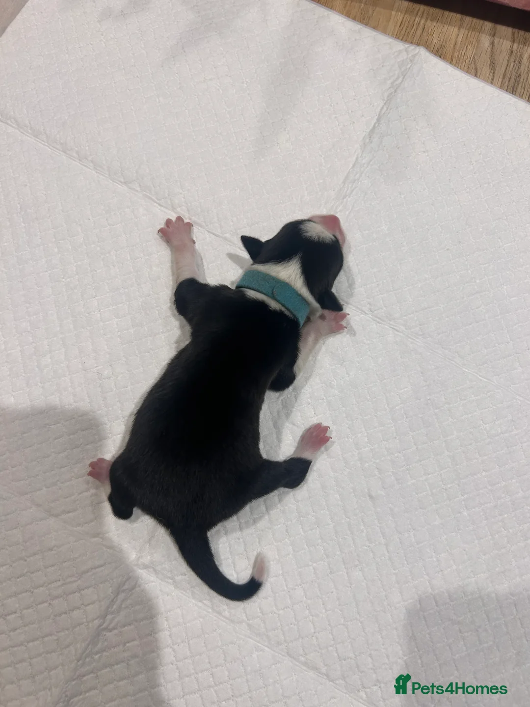 Border Collie dogs for sale: Working Border Collie puppies  - Advert 25