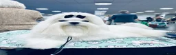 Maltese dogs for sale: Beautiful Maltese Boy in Grantham - Advert 13
