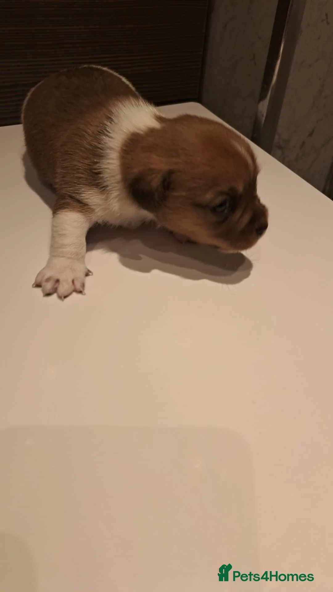 Mixed Breed dogs for sale: Pups ready at 8 weeks old currently at 3 weeks - Advert 18