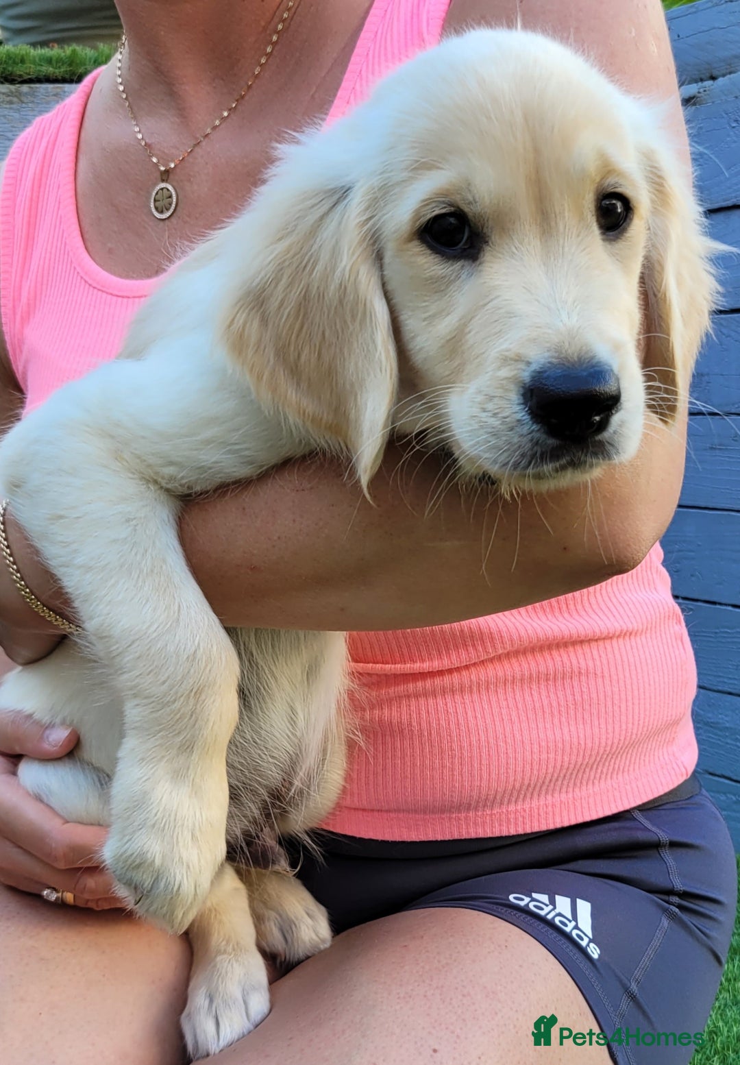Golden Retriever dogs for sale: READY NOW Stunning Golden Retriever PUPPIES-3 LEFT - Image 21