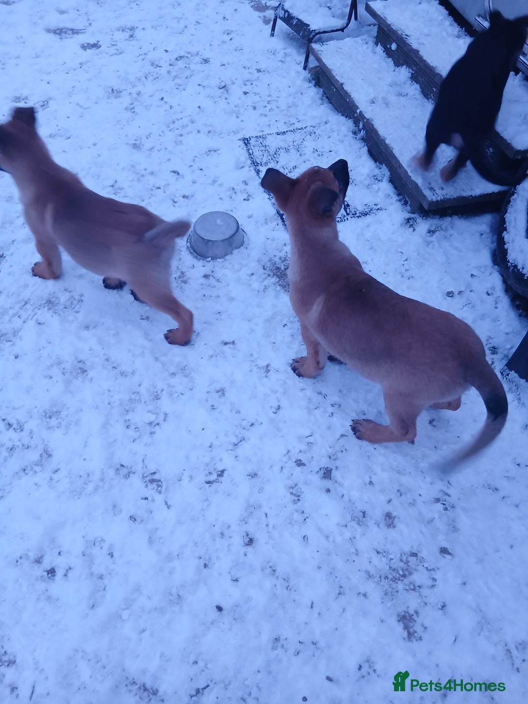 Mixed Breed dogs for sale: Belgium Malinois x  - Advert 8