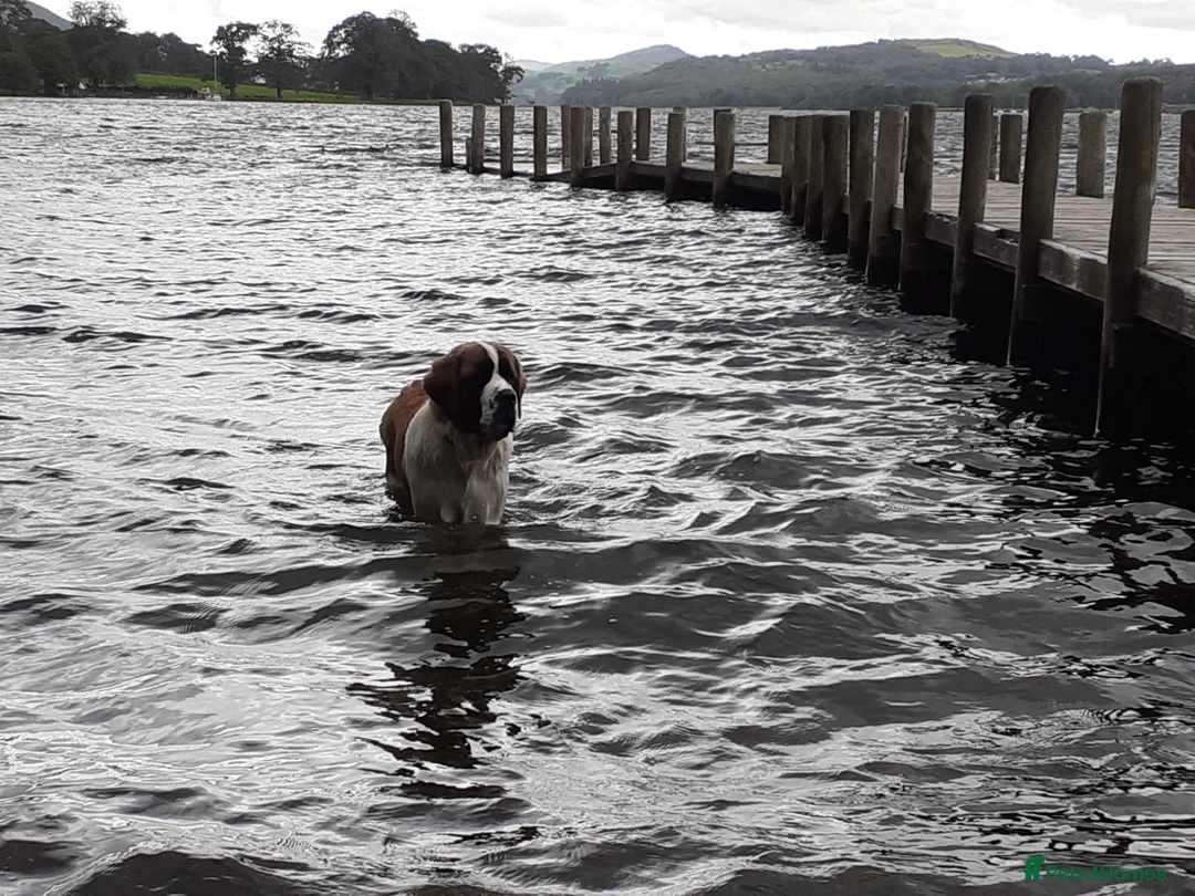 Saint Bernard dogs for sale: Saint Bernard girl look for a new home. - Advert 2