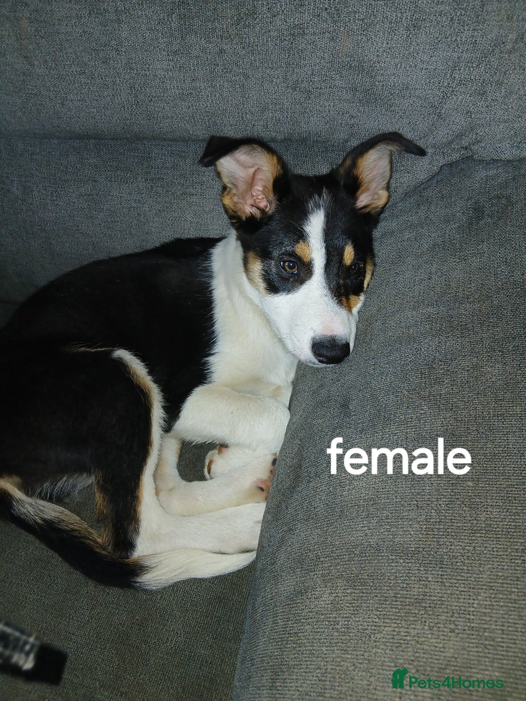 Border Collie dogs for sale: Border Collie pups in Barrow-in-Furness - Image 8