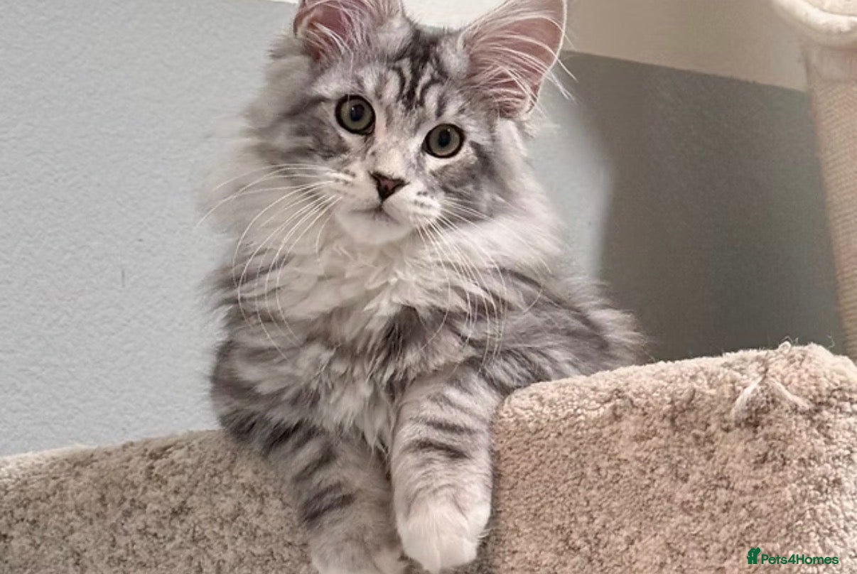 Maine Coon cats Stunning xl Maine coon kittens - Advert 1