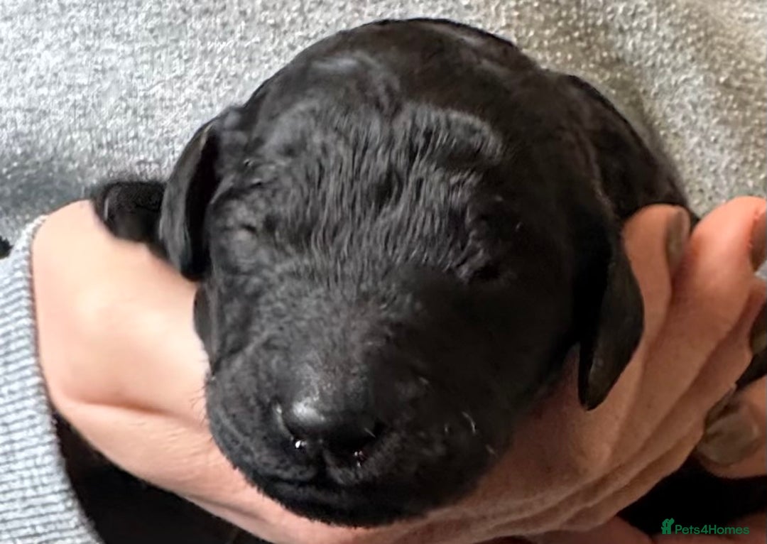 Standard Poodle dogs for sale: Wonderful standard poodle pup’s - Advert 23