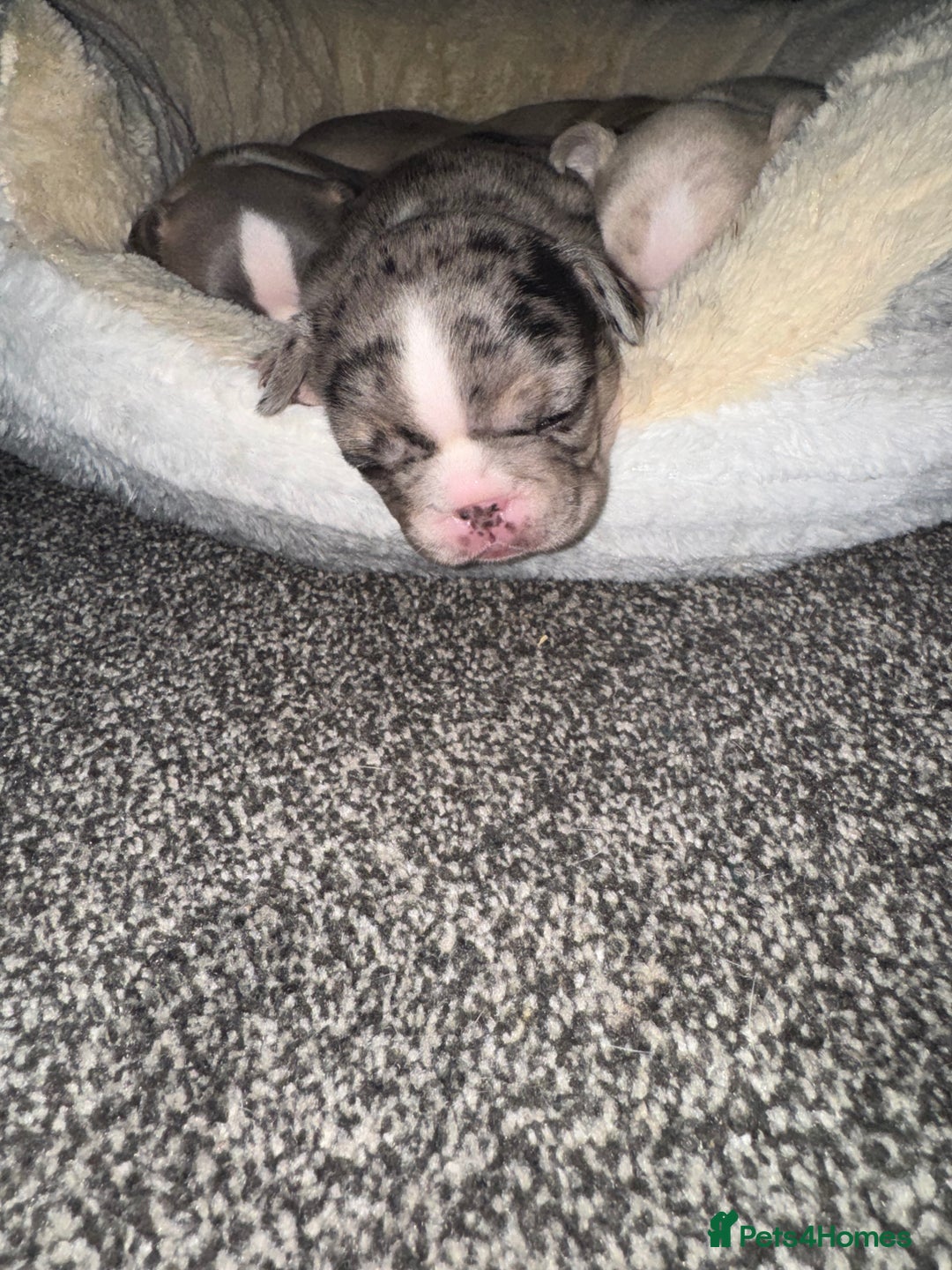 French Bulldog dogs for sale: DWKC Registered Puppies – Health Tested  - Advert 19