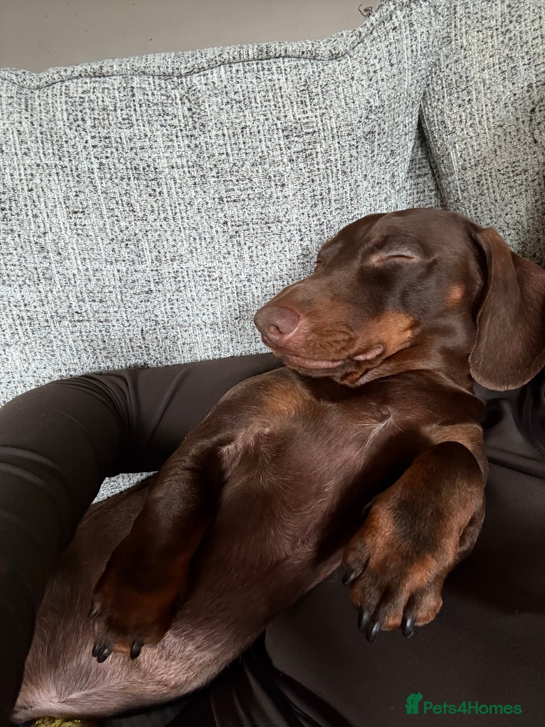 Miniature Dachshund dogs for stud: KC registered Miniature Daschund for stud! 🤎 - Advert 8