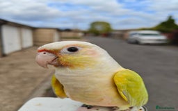Conures birds for sale: Silly rammed Moon cheek conure - Image 3