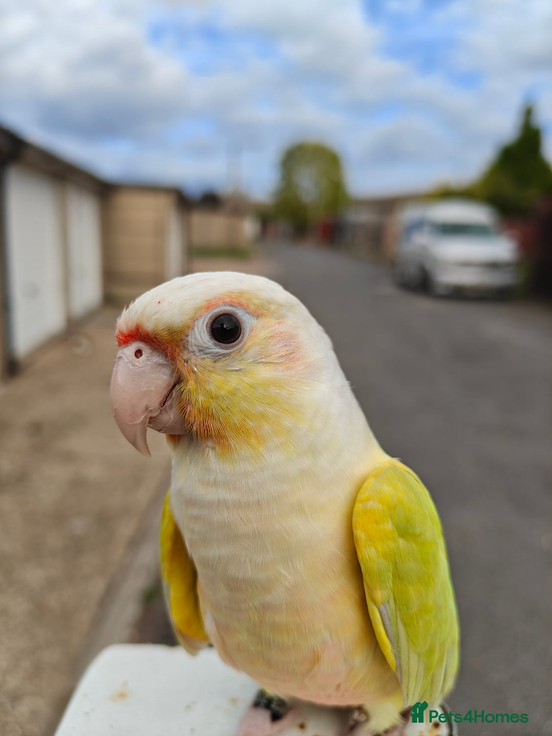 Conures birds for sale: Silly rammed Moon cheek conure - Image 3