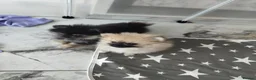 Pomeranian dogs for sale: KC registered cream female pomerainian  - Advert 4