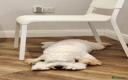 Cockapoo dogs for sale: Rehoming of a cockapoo due to family health issue - Image 2
