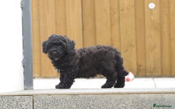 Poochon dogs for sale: F1 Poochon puppy for sale - Image 23