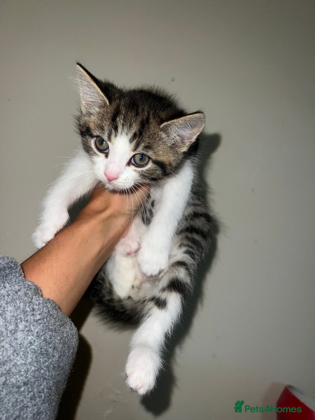 British Shorthair cats for sale: 5 Beautiful kittens  - Image 3