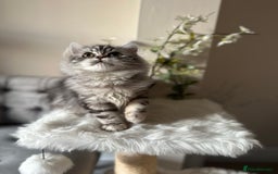 British Shorthair cats for sale: SILVER TABBIES - Registered & Full Pedigree - Image 13