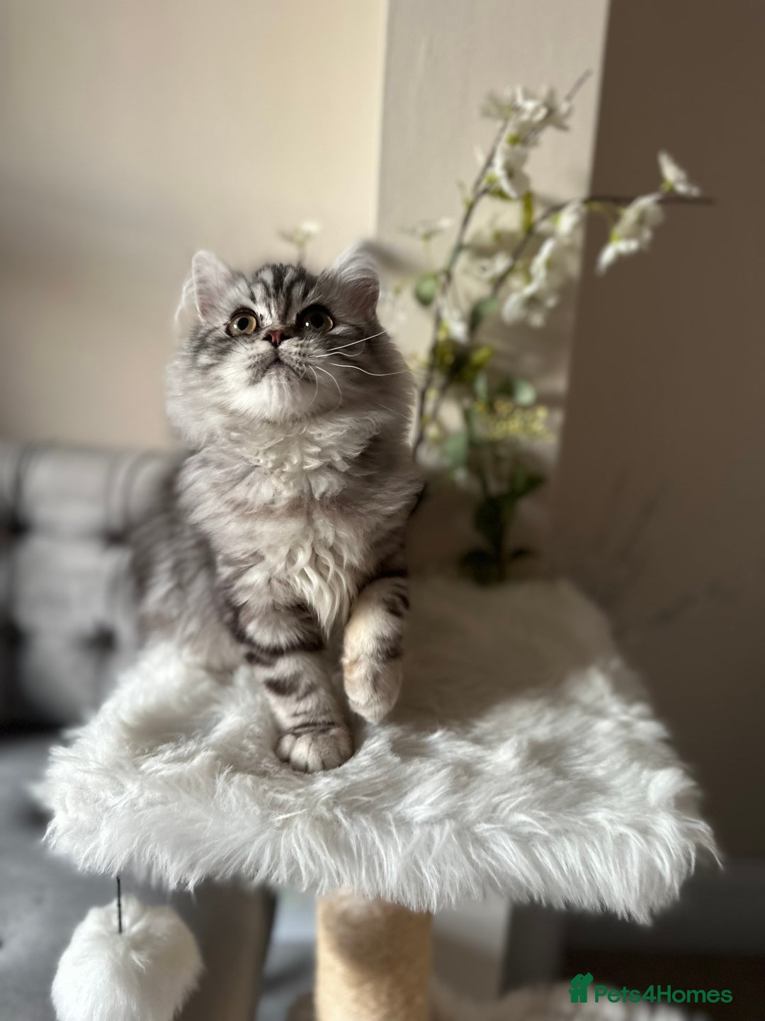 British Shorthair cats for sale: SILVER TABBIES - Registered & Full Pedigree - Image 13