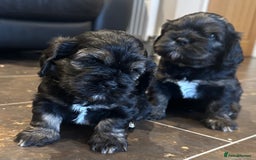 Mixed Breed dogs for sale: Three beautiful males looking for loving homes - Image 4