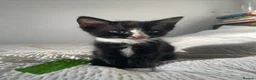 Maine Coon cats for sale: Beautiful Half Maine Coon x Half Persian Kittens - Advert 7