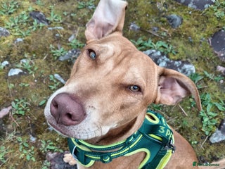 Mixed Breed dogs Gorgeous 1yr old male Cross - Advert 12