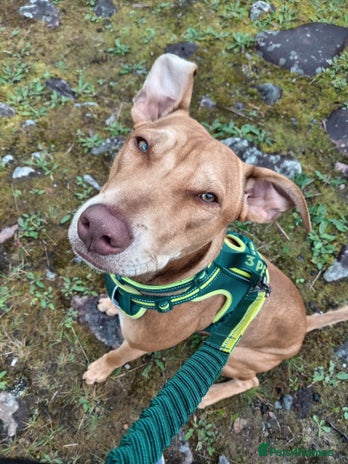 Mixed Breed dogs Gorgeous 1yr old male Cross - Advert 1