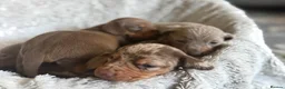 Miniature Dachshund dogs for sale: BEAUTIFUL DACHSHUND PUPPIES! - Advert 16