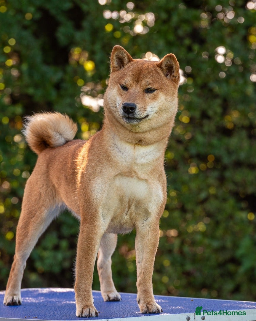 Japanese Shiba Inu dogs Lovely Cleo  looking for family home .  - Advert 17