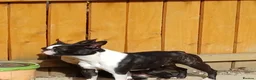 Boston Terrier dogs for sale: Available: healthy mother and daughter - Advert 3