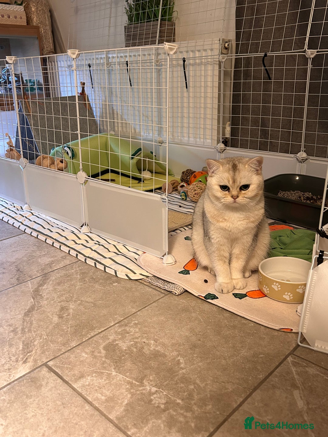 British Shorthair cats for sale: british shorthair Boys  - Image 1