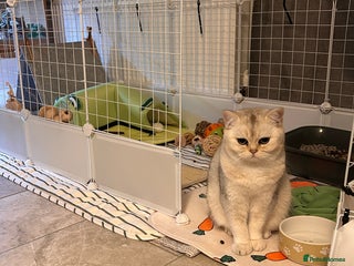 British Shorthair cats for sale - Advert 1