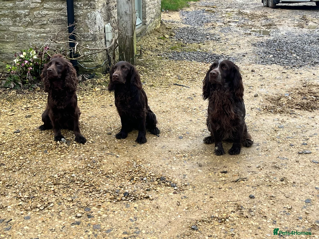 Cocker Spaniel dogs for stud: STUD Eye catching Roan KC Working Cocker Spaniel - Advert 6