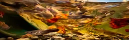 Other/Mixed Breed fish for sale: Beautiful Guppies in Chiswick - Various Colours in London - Advert 7