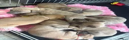 Whippet dogs for sale: Beautiful Blue brindle whippets for sale  - Advert 24