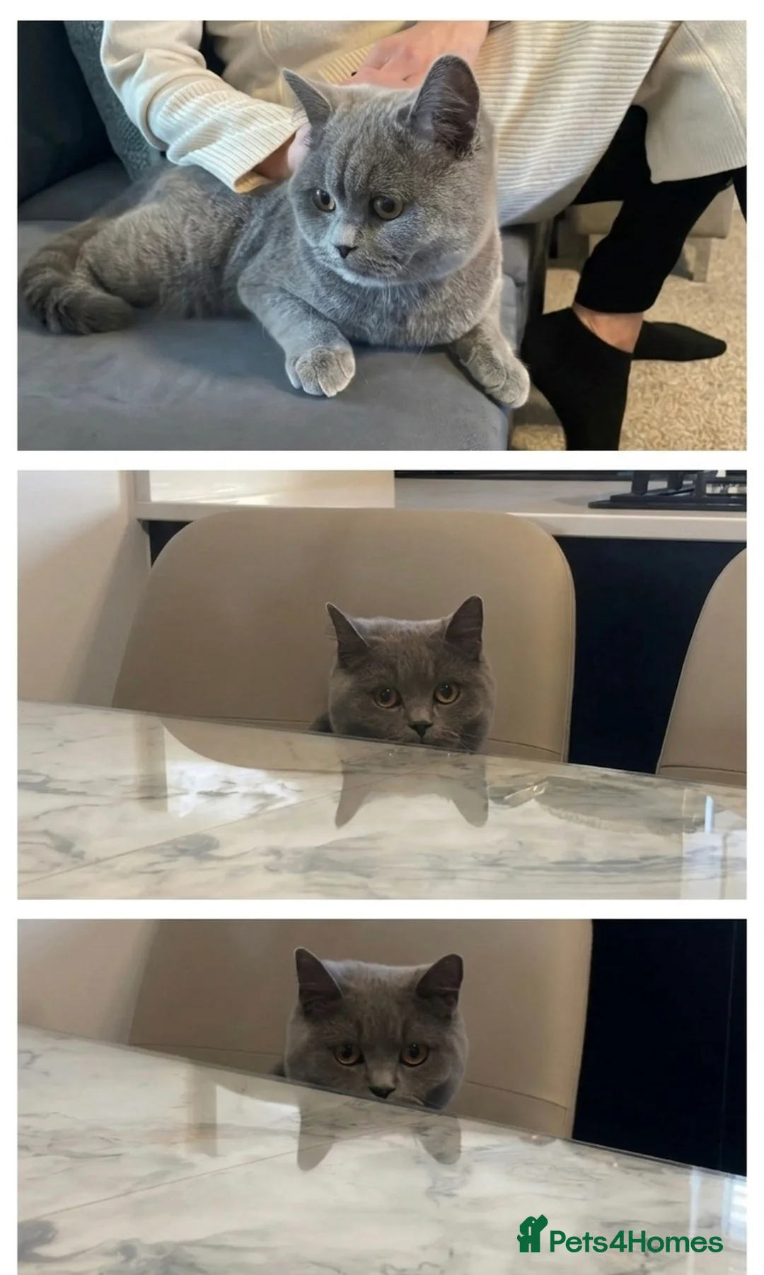 British Shorthair cats for sale: Stunning 9wk Old British Shorthair Boy (READY NOW) - Advert 2
